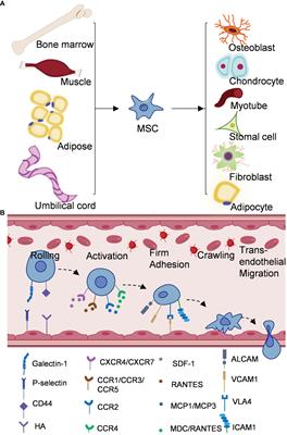 Advances and clinical challenges of mesenchymal stem cell therapy